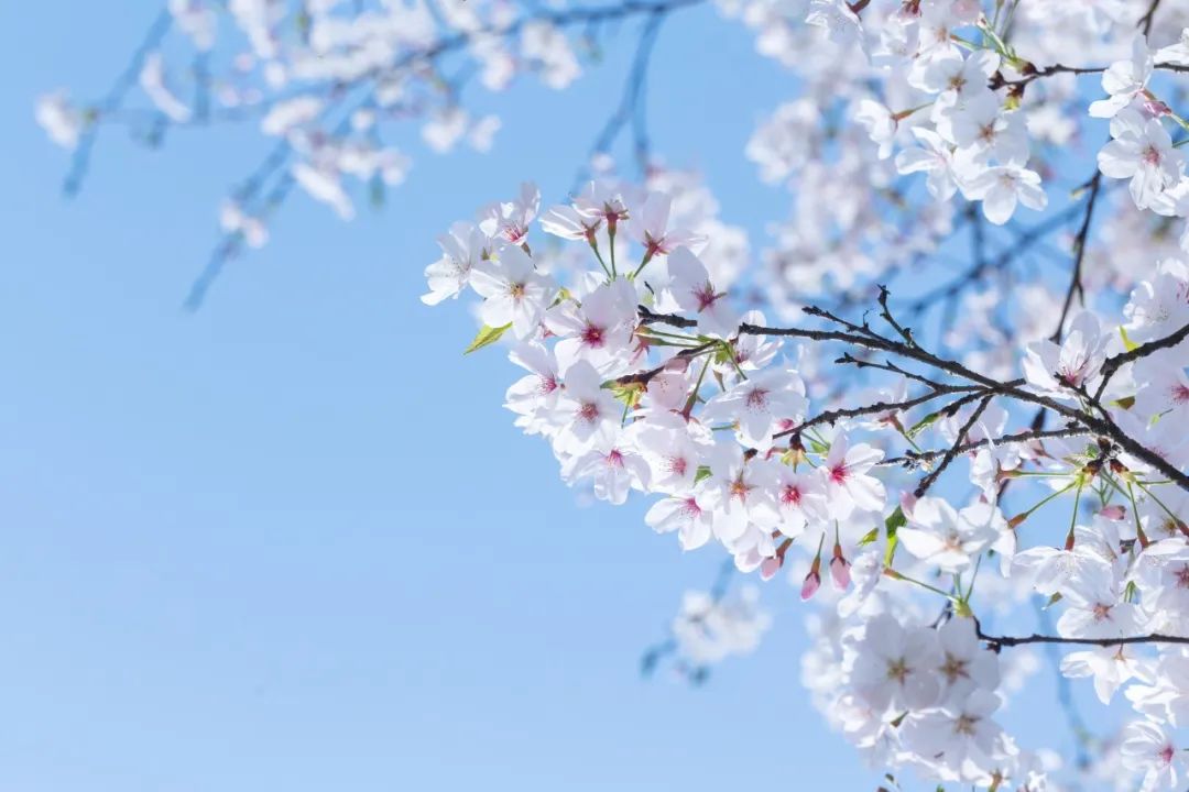 好視力眼貼分享：春季眼癢是什么原因